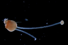 gynoecium