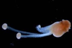 gynoecium