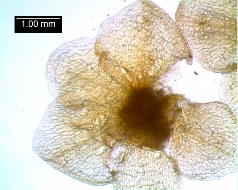 calyx, dissected