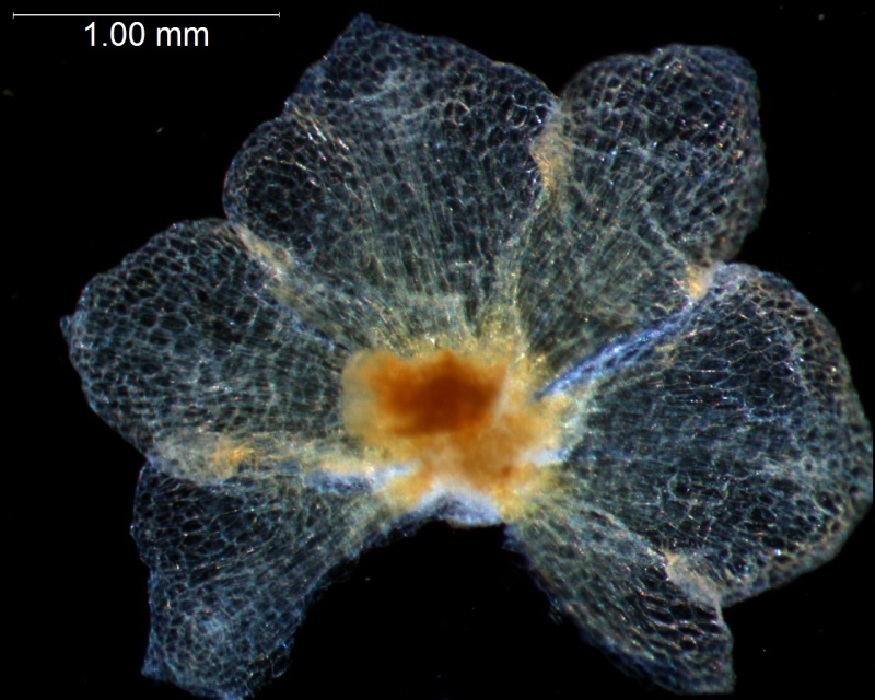 calyx, dissected