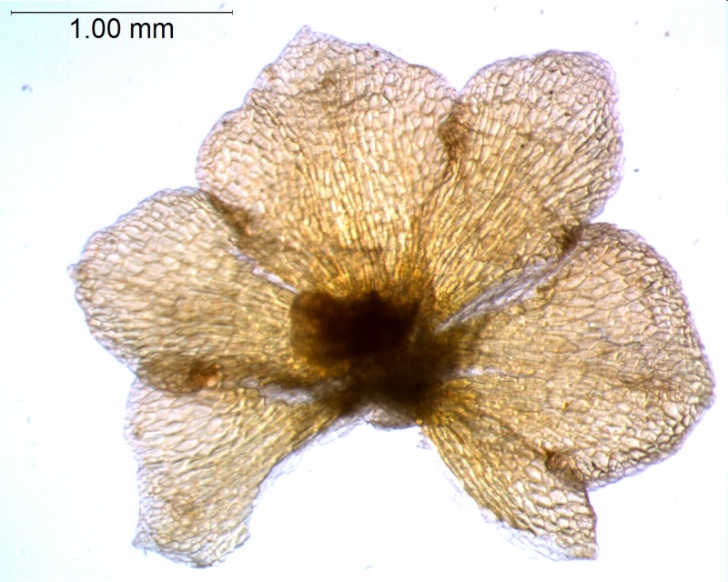 calyx, dissected