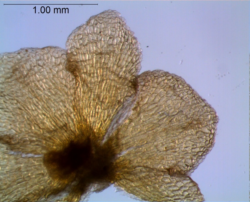calyx, dissected