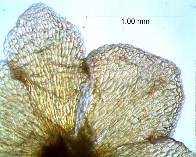 calyx lobes: detail