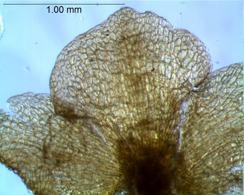 calyx lobes: detail