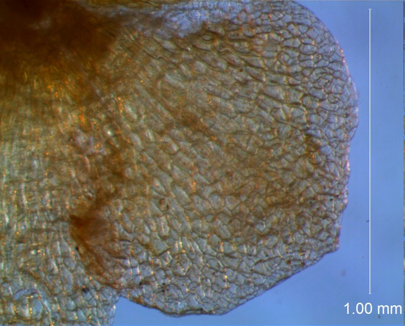 calyx lobes: detail