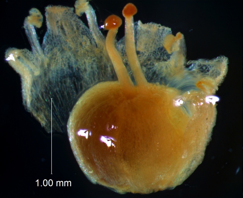 gynoecium
