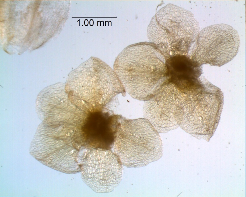 calyx, dissected