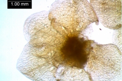 calyx, dissected