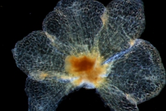 calyx, dissected