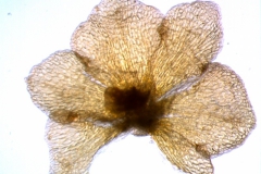 calyx, dissected