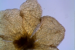 calyx, dissected