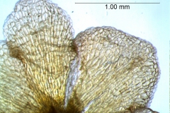 calyx lobes: detail
