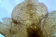 calyx lobes: detail
