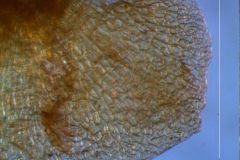 calyx lobes: detail