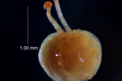 gynoecium