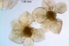 calyx, dissected