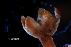 calyx, 3D