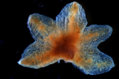 calyx, dissected