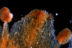 corolla lobe & stamens