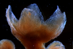 calyx, 3D