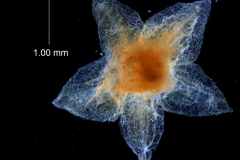 calyx, dissected