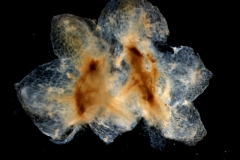 calyx, dissected