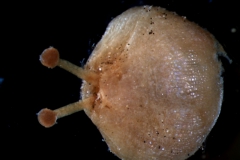 gynoecium