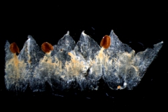 corolla, dissected