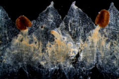 corolla, dissected