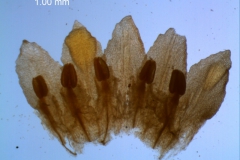 corolla, dissected