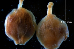 capsules