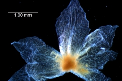 calyx, dissected
