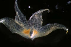 calyx, dissected