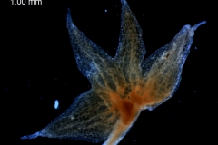 calyx, dissected