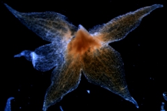 calyx, dissected