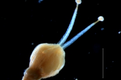gynoecium