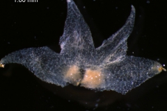 calyx, dissected