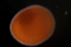 seed