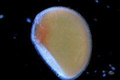 seed
