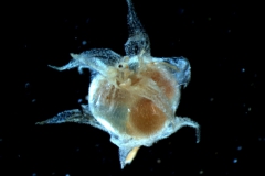 capsule capped by corolla
