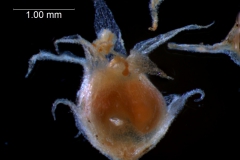 capsule capped by corolla