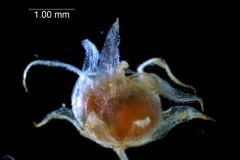 capsule capped by corolla