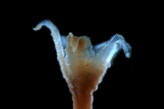 calyx, 3D