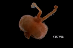 gynoecium