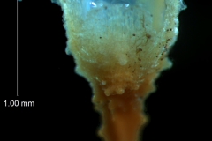 calyx, 3D