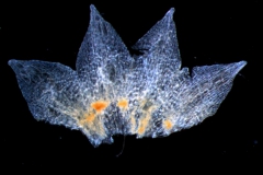 calyx, dissected
