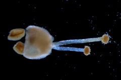 capsule