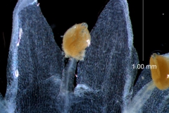 corolla lobes & stamens