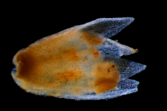 corolla, dissected