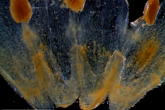 infrastaminal scales [note the variation on the same plant]